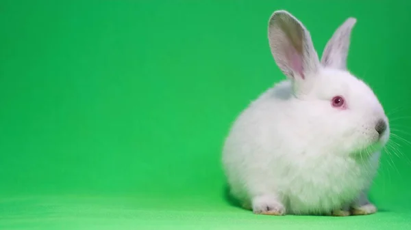 Liten vit kanin på en bakgrund av chromakey. — Stockfoto