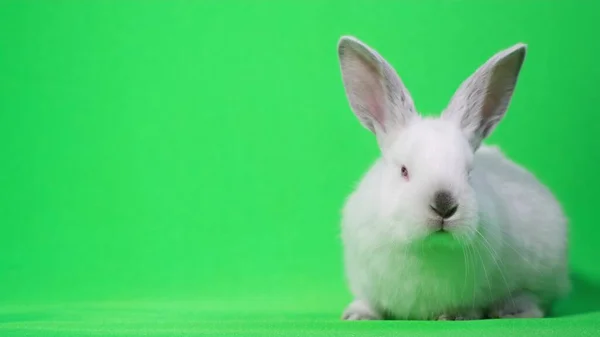 Conejo blanco en el estudio sobre un fondo verde. Una mascota esponjosa. Fondo clave de croma — Foto de Stock