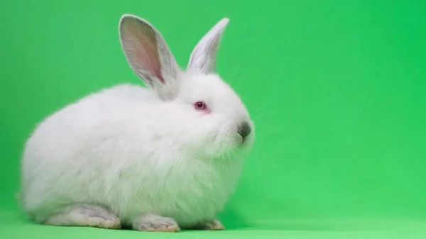 Fluffy vit kanin tittar på kameran på en bakgrund av chromakey. — Stockfoto