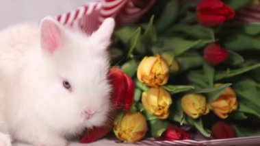Çiçeklerin arka planında küçük tavşan, bahar günü.
