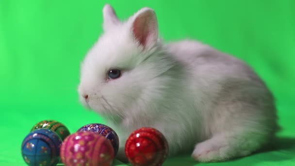 Bunny and decorated eggs on green background.