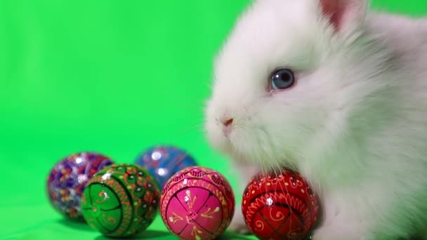Bunny and decorated eggs on green background. — Stock Video