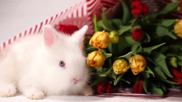 Kleines Kaninchen auf einem Hintergrund aus Blumen, Frühlingstag — Stockvideo