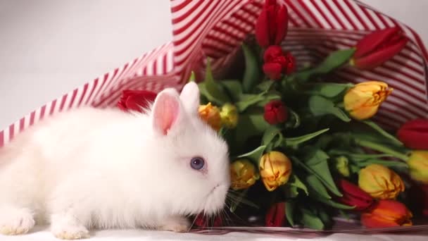 Kleines Kaninchen auf einem Hintergrund aus Blumen, Frühlingstag — Stockvideo