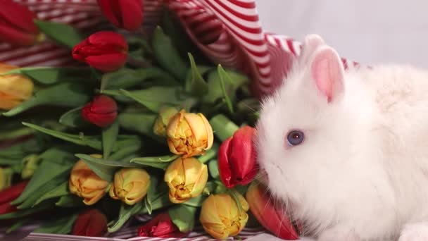 Kleines Kaninchen auf einem Hintergrund aus Blumen, Frühlingstag — Stockvideo