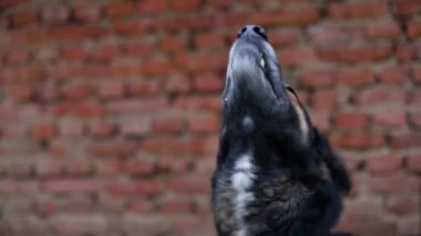 Kötü Alman çoban köpeği, evi koruyan bir köpek, reklam metinleri için bir yer.