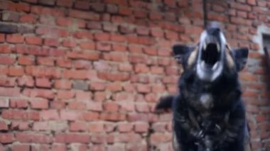 Havlayan öfkeli çoban köpeği.