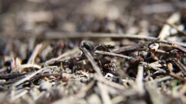 Yuvaya doğru ilerleyen kırmızı odun karıncalar. Kırmızı ahşap karıncalarla dolu.