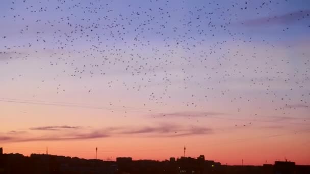 Veel vogels vliegen in de nachtstad, het probleem van de vogels — Stockvideo