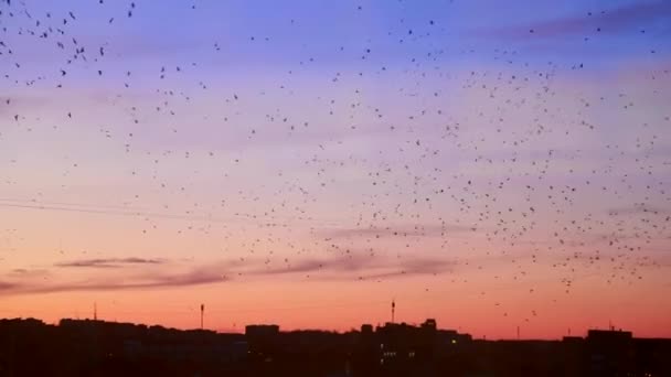 Veel vogels vliegen in de nachtstad, het probleem van de vogels — Stockvideo