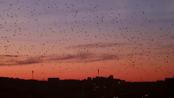 Mnoho ptáků létá v nočním městě, problém ptáků — Stock video