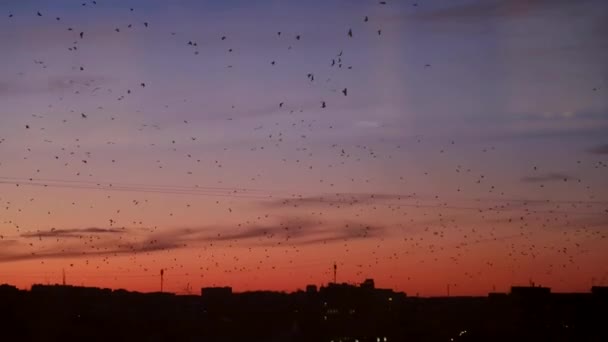 Many birds fly in the night city, the problem of birds — Vídeo de Stock