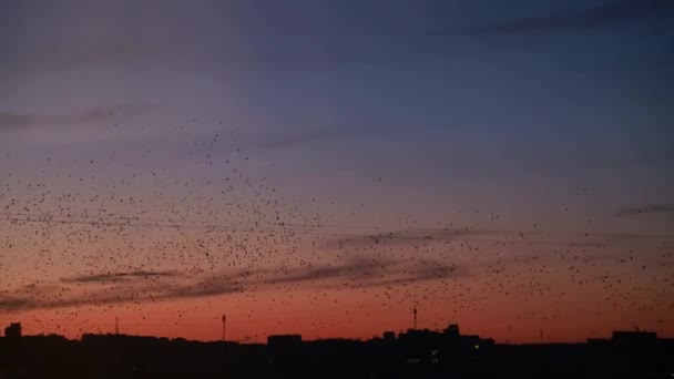 Багато птахів літають у нічному місті, проблема птахів — стокове відео