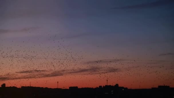 Veel vogels vliegen in de nachtstad, het probleem van de vogels — Stockvideo