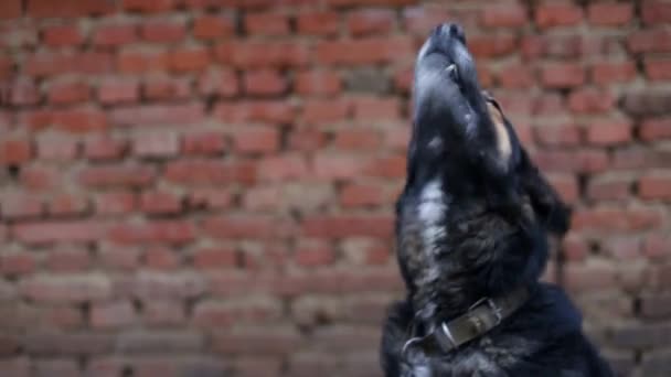饥饿的狗，愚蠢的狗，邪恶 — 图库视频影像