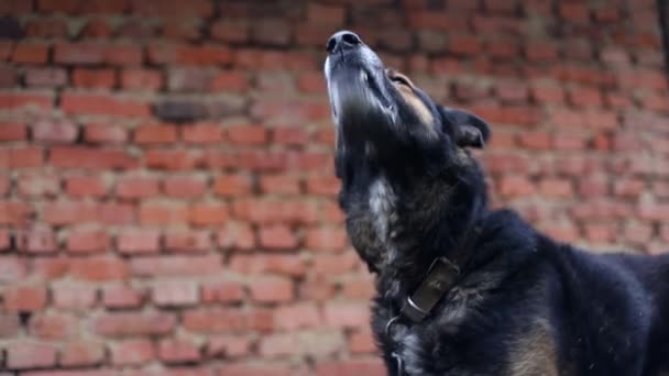 Štěkot rozzuřený pastýř pes — Stock video