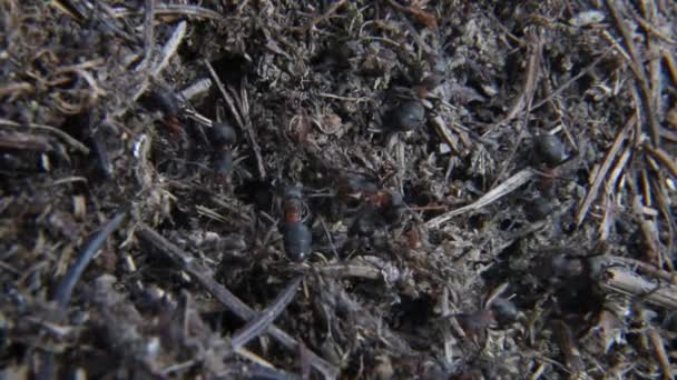 Anthill with a colony of red ants in the forest. Ants on anthill in forest closeup — 비디오