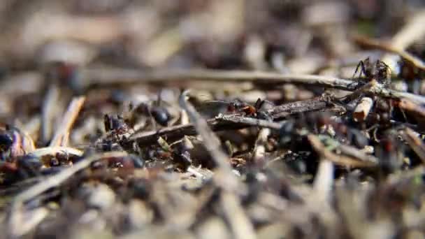 Hormigas rojas moviéndose en el nido. Anillo con hormigas de madera roja — Vídeos de Stock