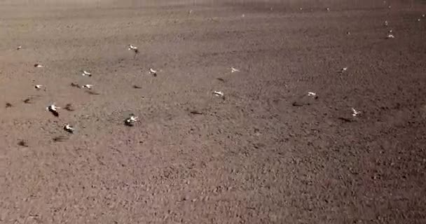 村の耕田の多くのコウノトリは — ストック動画