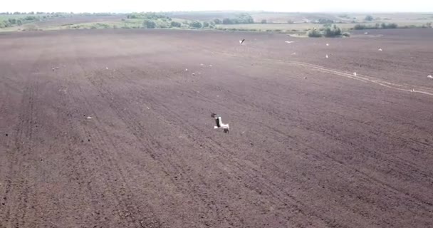 Viele Störche auf dem gepflügten Feld im Dorf — Stockvideo