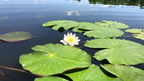 Weiße Lilien im See zwischen grünen Blättern, Oberfläche mit weißer Lotusblüte. — Stockvideo