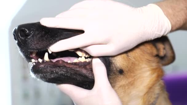 Ein Tierarzt untersucht einen Schäferhund. Der Hund sitzt auf dem Tisch, der Kerl ist Tierarzt und macht eine Untersuchung. — Stockvideo