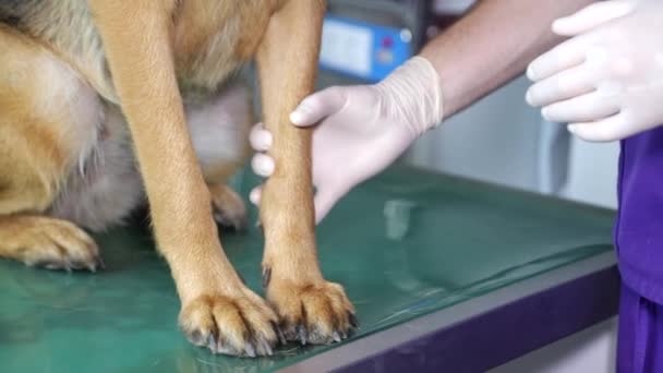 Een dierenarts onderzoekt een Duitse herder. De hond zit op tafel, de man is een dierenarts die een onderzoek doet.. — Stockvideo