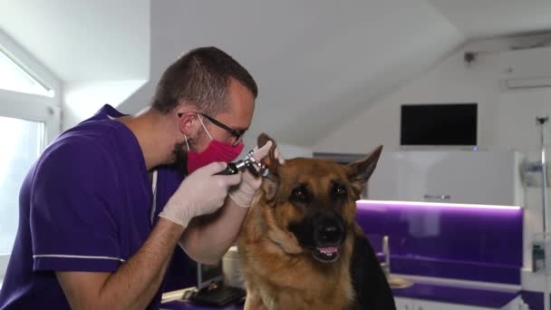 Un veterinario examina a un pastor alemán. El perro está sentado en la mesa, el tipo es un veterinario haciendo un examen . — Vídeo de stock