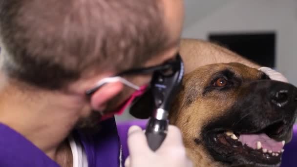 Een dierenarts onderzoekt een Duitse herder. De hond zit op tafel, de man is een dierenarts die een onderzoek doet.. — Stockvideo