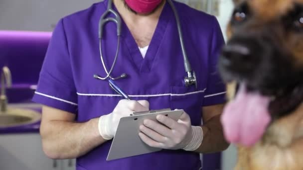 Un vétérinaire examine un berger allemand. Le chien est assis sur la table, le gars est un vétérinaire qui fait un examen. — Video