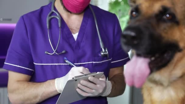 수의사 한 사람 이 독일인 양치기를 진찰 한다. 개는 탁자에 앉아 있고 그 사람은 수의사입니다. 검사를 하고 있죠.. — 비디오