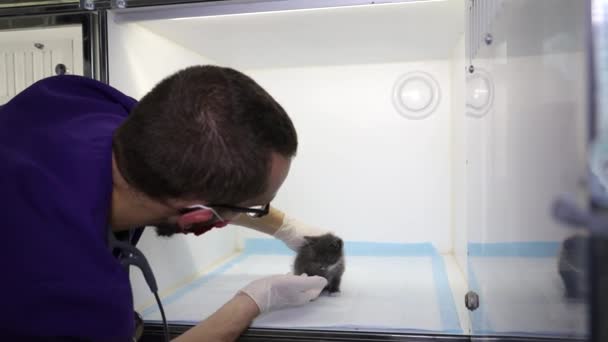 Knappe dierenarts die werkt met een klein katje. Dierenkliniek. — Stockvideo