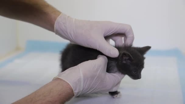Un guapo veterinario que trabaja con un gatito. Clínica veterinaria. — Vídeos de Stock