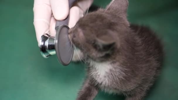 小さな子猫と一緒に働いているハンサムな獣医師。ベットクリニック. — ストック動画