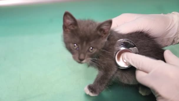 Küçük bir kediyle çalışan yakışıklı bir veteriner. Veteriner Kliniği. — Stok video