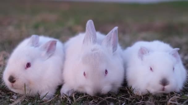 Skupina malých bílých králíků na slunci. Krásné zajíčky na trávě — Stock video