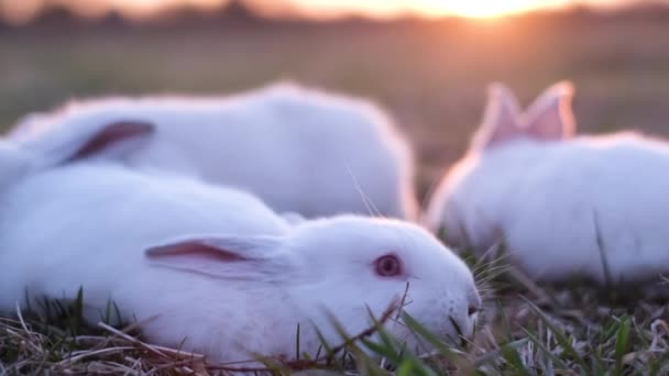 En grupp små vita kaniner i solljuset. Vackra kaniner på gräset — Stockvideo