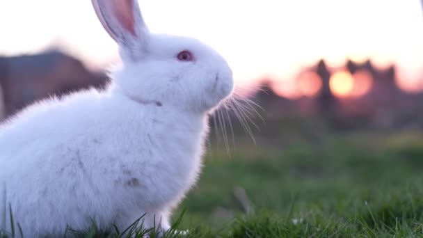 아름다운 토끼가 풀밭을 있습니다 아름다운 원문을 — 비디오