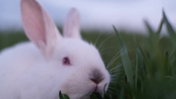草の上を歩く太陽の下で美しい白いウサギ。美しいウサギ. — ストック動画