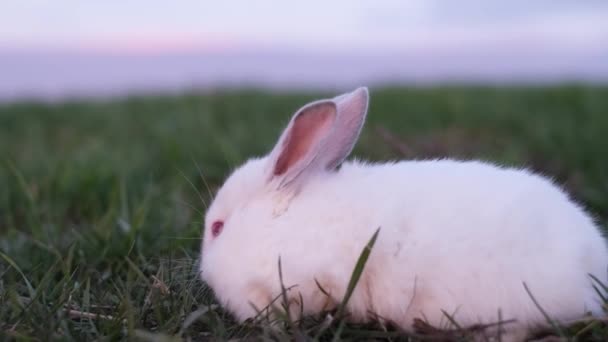 草の上を歩く太陽の下で美しい白いウサギ。美しいウサギ. — ストック動画