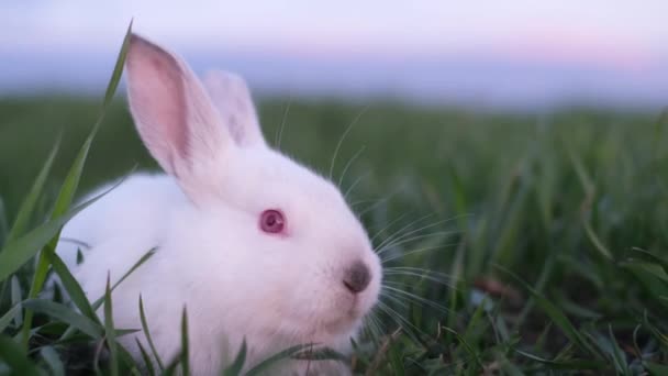 Uzun yeşil çimenlerde güzel bir tavşan, kameraya bakan küçük beyaz bir tavşan. — Stok video