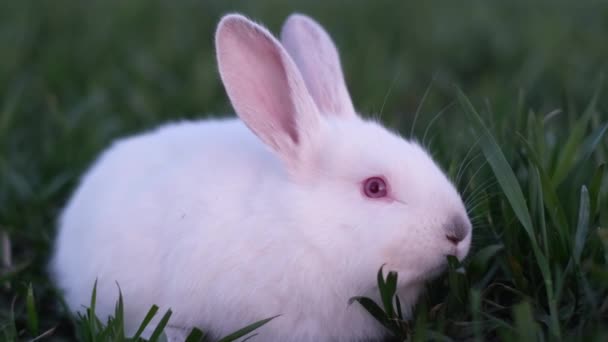 Biały królik wielkanocny, uroczy królik na tle zielonej przyrody ogrodowej. — Wideo stockowe
