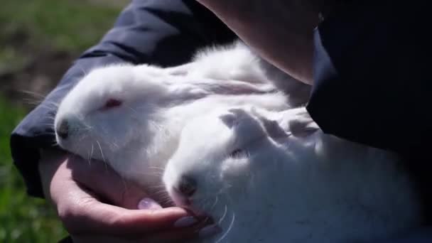 Lapin blanc dans les bras d'une fille, elle caresse doucement la fourrure d'un lapin. — Video