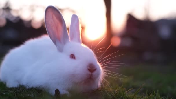 Coelho branco à procura de grama no campo, coelho adorável em um fundo pôr do sol. — Vídeo de Stock