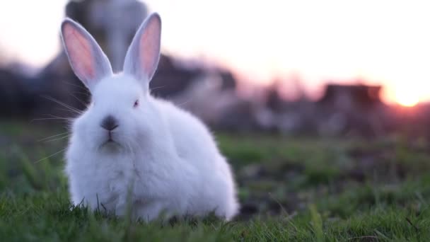 Králík na zelené trávě při západu slunce, bílý králík, — Stock video