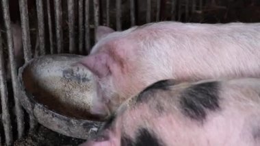 Domuzlar domuz çiftliğinde yemek yerler. Kırsal bölgelerde hayvan yetiştiriciliği.