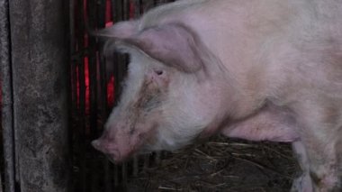 Çiftlikteki büyük domuz. Domuz çiftliği. Et için hayvan yetiştiriyor.. 