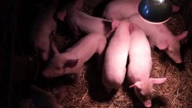 Çiftlikteki bir lambanın altında bir grup yavru domuz ısınıyor.. 