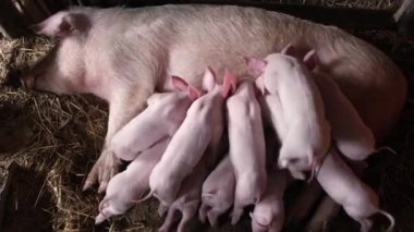 Domuzlardan çabucak süt emen bir grup aç domuz yavrusu. Küçük domuzcuklar süt yer..