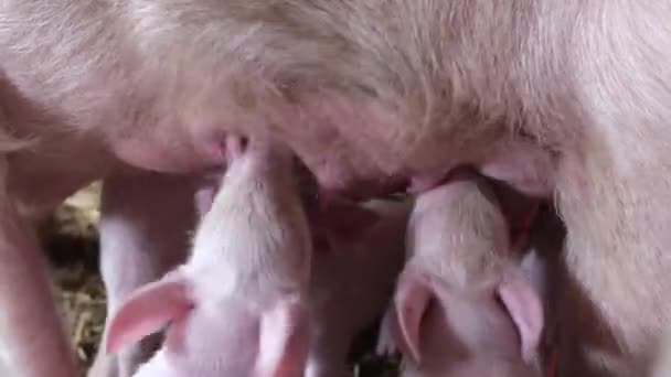 Kleine tamme biggetjes drinken moedermelk van een grote witte zeug — Stockvideo